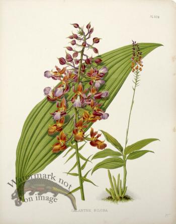 Linden Orchids 13